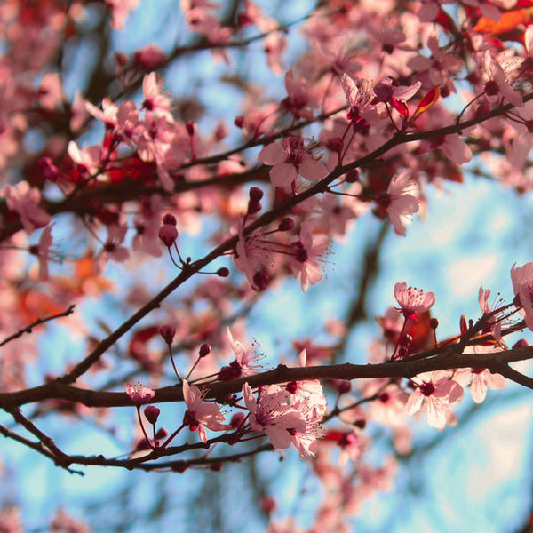 New Arrivals of Low Carb Products | Low Carb Haven